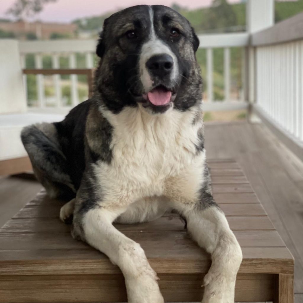 75f9bf16-7beb-44ee-9e18-e60b6ddeccaf